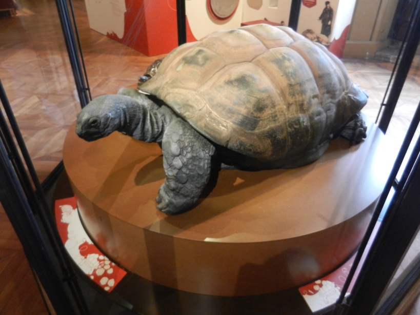 Kiki, né en 1863 et mort en 2009 (!!), est une tortue géante des Seychelles, aldabrachelys gigantea. C'est la mascotte du musée.  Il est naturalisé le cou dressé parce qu'il aimait, paraît-il, la chaleur des caméras et qu'il levait la tête quand on le filmait.
