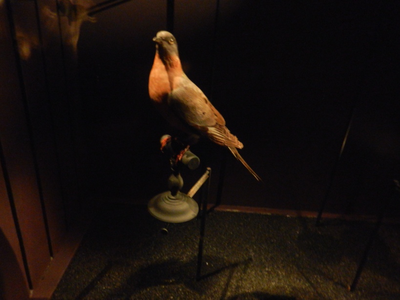 Le pigeon migrateur (ectopistes migratorius) a été chassé et exterminé par les amateurs de chasse aux USA. Le dernier individu s'est éteint en 1914 dans le jardin zoologique de Cincinnati.