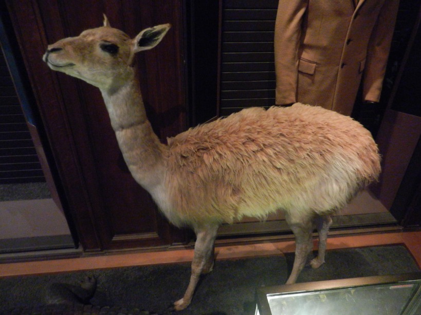Une vigogne (vicugna vicugna). Derrière, on peut voir un manteau en poil de vigogne aimablement prêté au musée par l'entreprise Dior.